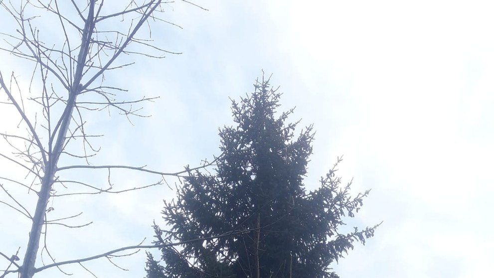 Vánoční strom pro Šumperk