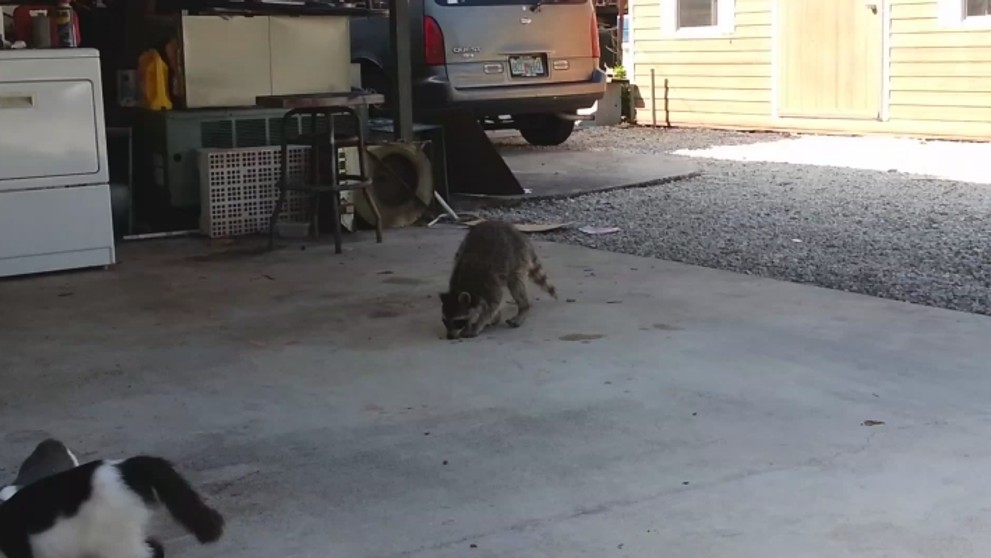 2013-07-25_Raccoon_eating_cats_food - VTHUMB