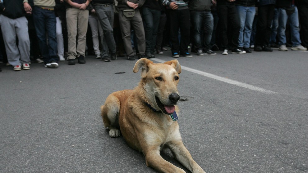 Zemřel psí rebel Loukanikos - 6