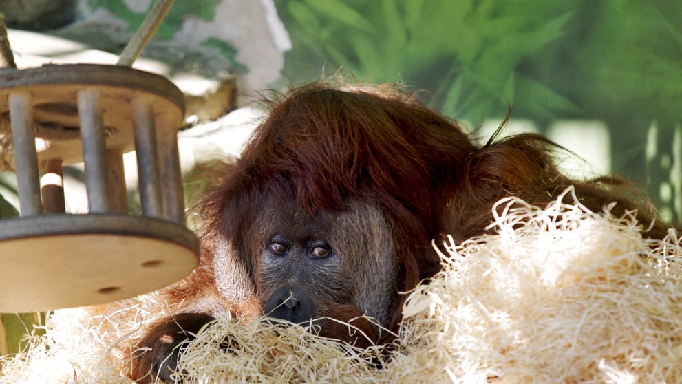 Orangutan Ferda