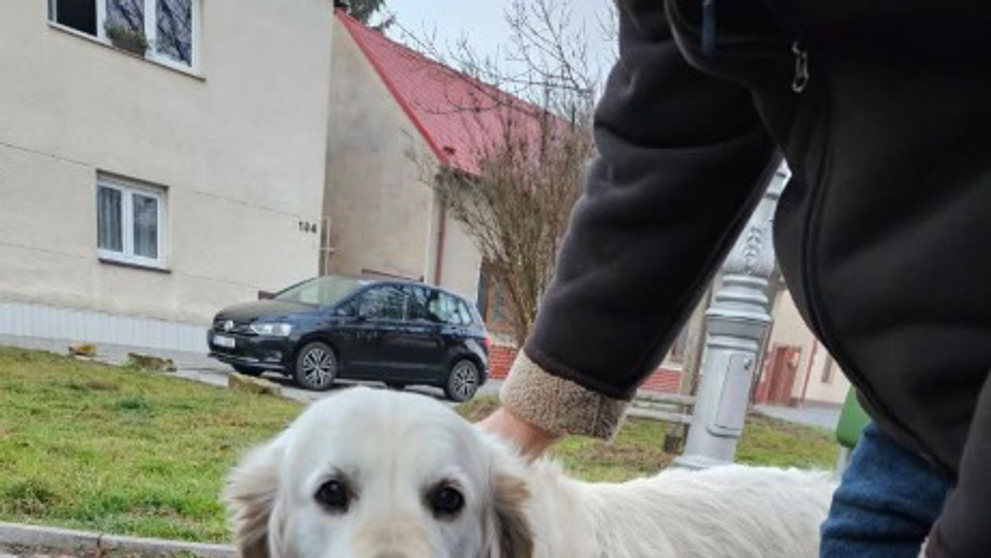 Ztracená fenka Majka