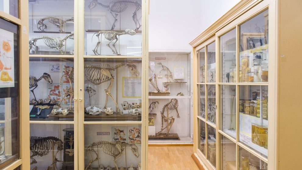Muzeum normální a srovnávací anatomie - 19