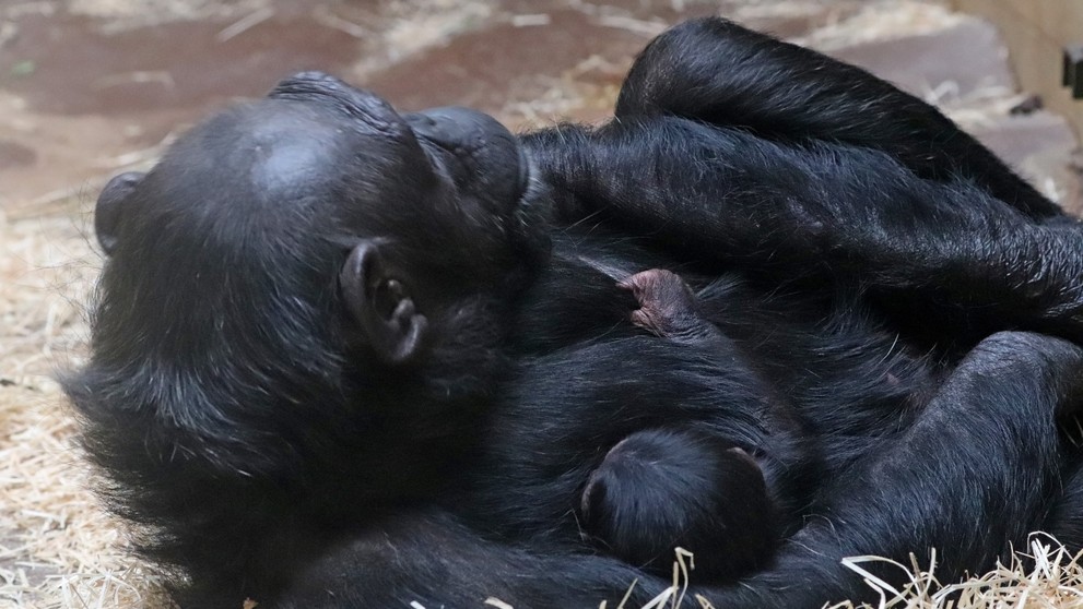 V Zoo Plzeň se narodilo mládě šimpanze - 2
