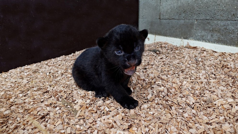 Mládě jaguára v Zoo Zlín (4)