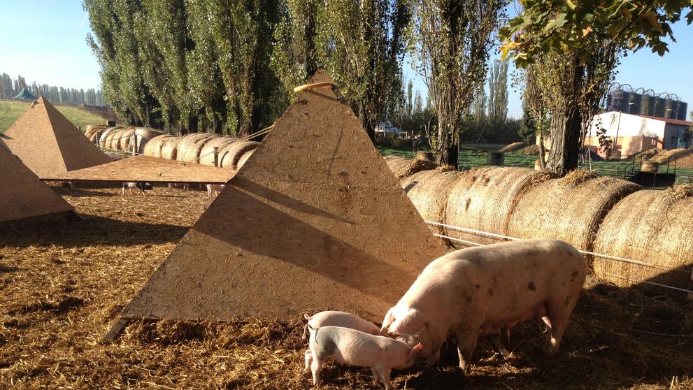 Víkendkové prázdniny na farmě - Jako prase v žitě - 2