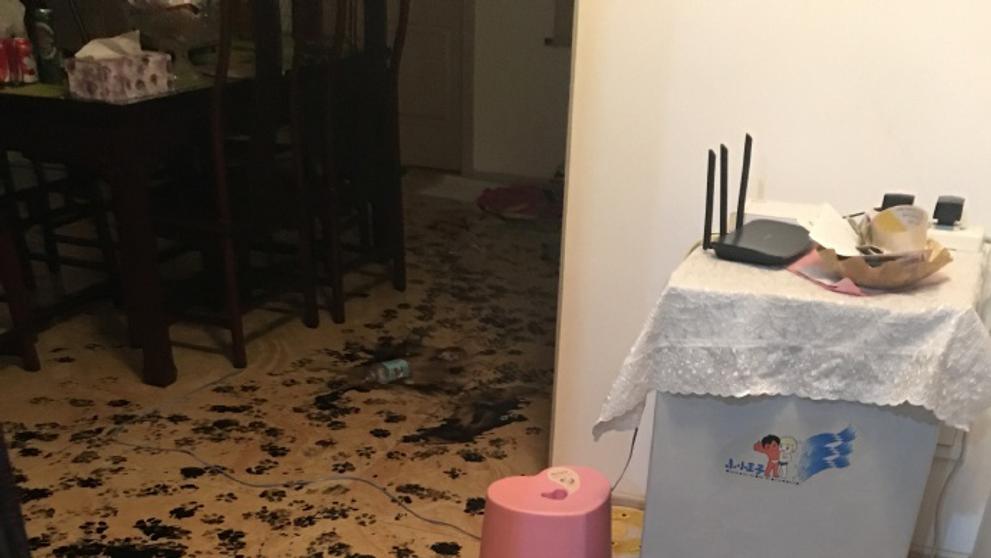 Pes za tři hodiny upravil byt - 2