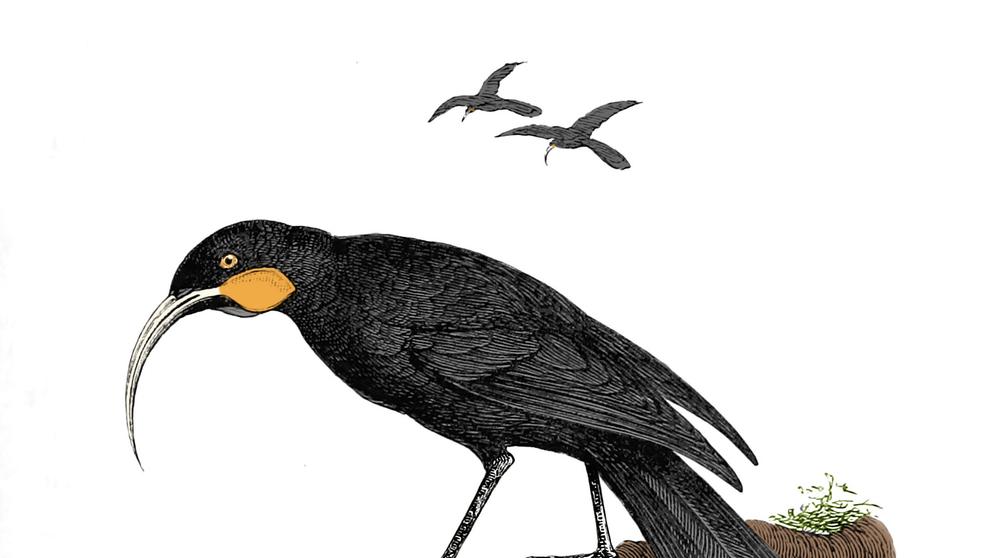 Ilustrace laločníka ostrozobého (Heteralocha acutirostris)