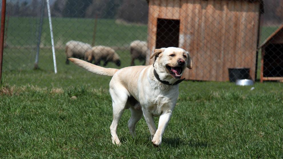 Labrador Sunny - 4