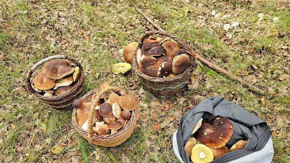 Hřibová nadílka na Karlovarsku