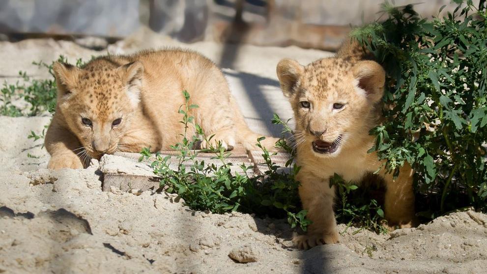Lvíčci z Královédvorské zoo - 3