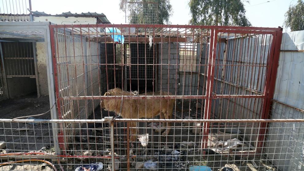 V mosulské ZOO v Iráku přežil jen lev a medvěd - 1