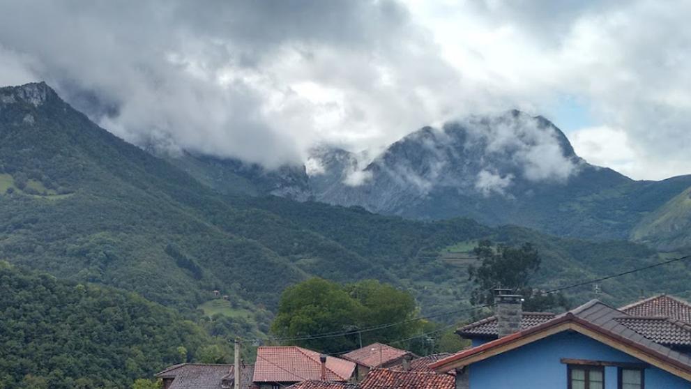 Ponga (4)