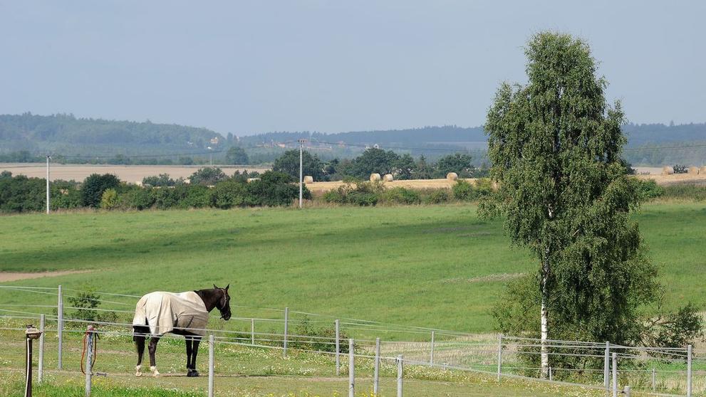 Koně Pancové a Kotta - 11