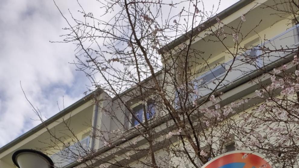Obyvatele Ivančic překvapily rozkvetlé stromy