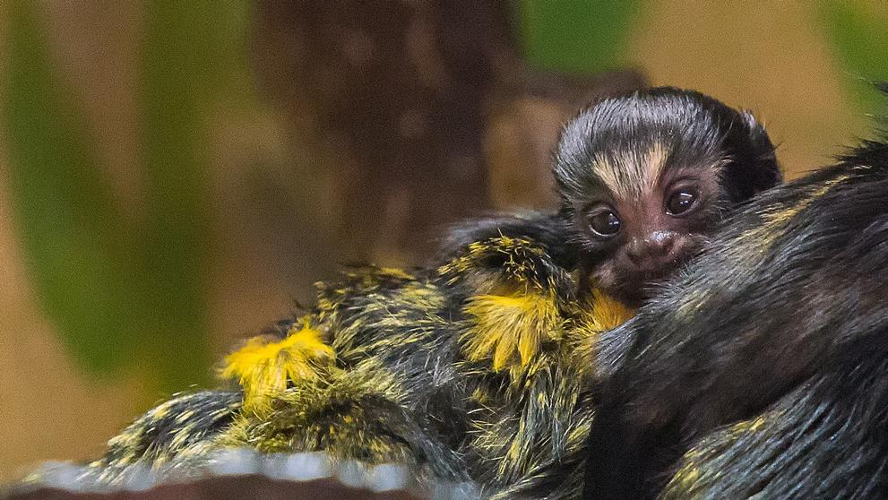 Dvojčata tamarína žlutorukého z brněnské zoo - 2