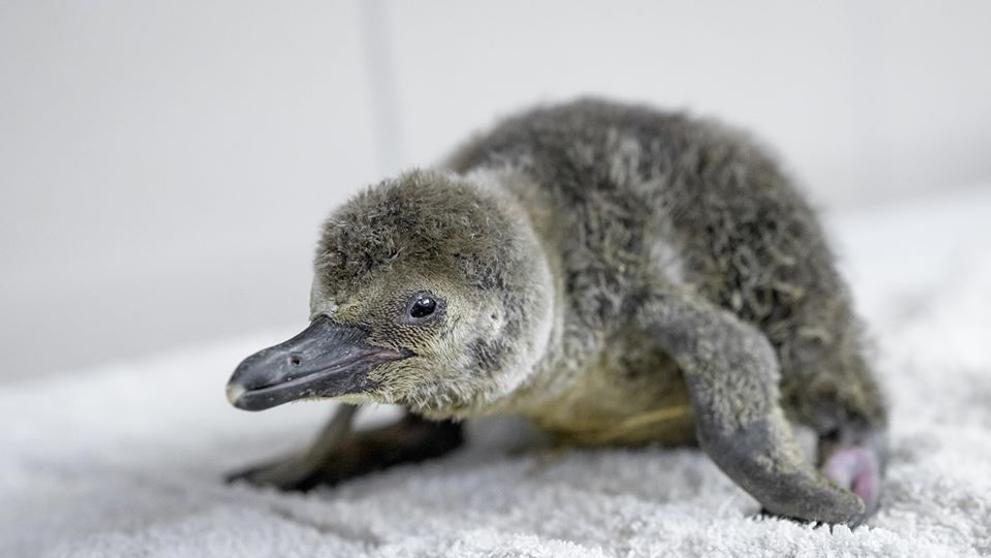 Malý tučňák se narodil v pražské zoo - 3