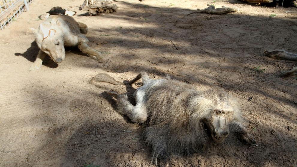 Děsivé fotografie ze zoo v Gaze - 1