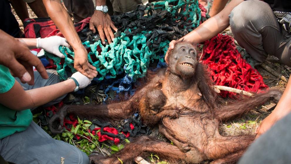 Samici orangutana s mládětem se podařilo útect před ohněm i vesničany - 1
