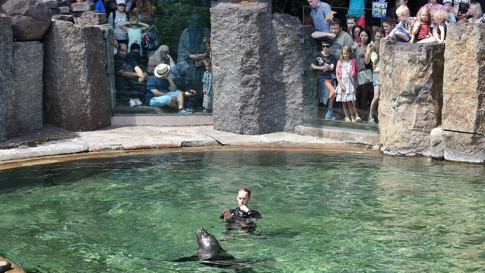 Cvičení lachtanů v ZOO Praha - 1