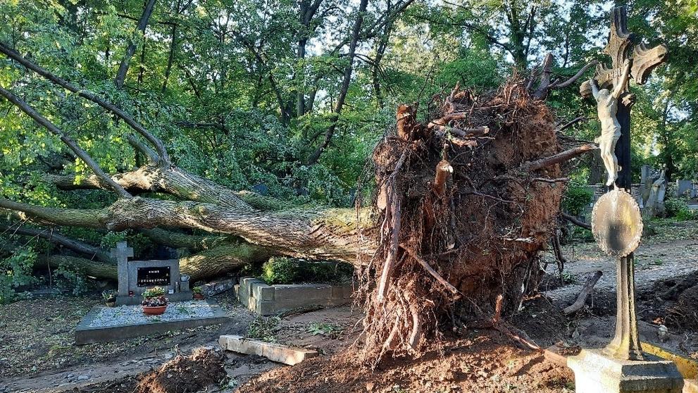 Spadlý strom na hřbitově v Kutné Hoře