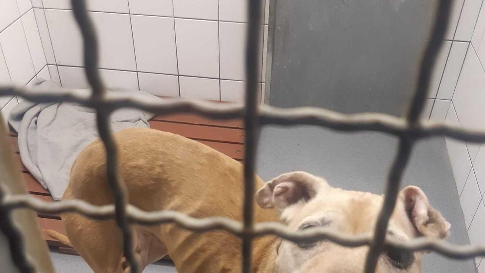 Týrání zvířat na Hradecku - 3