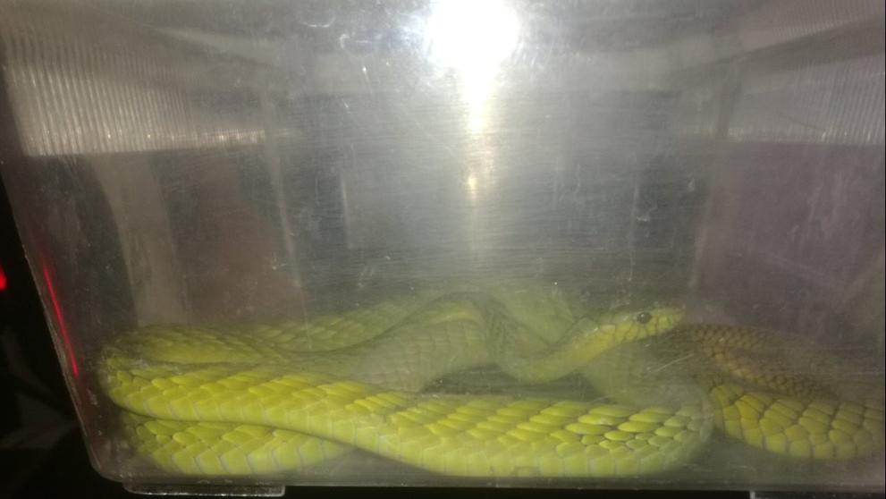 Mamba byla nalezena na nedalekém stromě