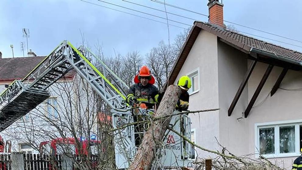 Spadlý strom v Ústeckém kraji