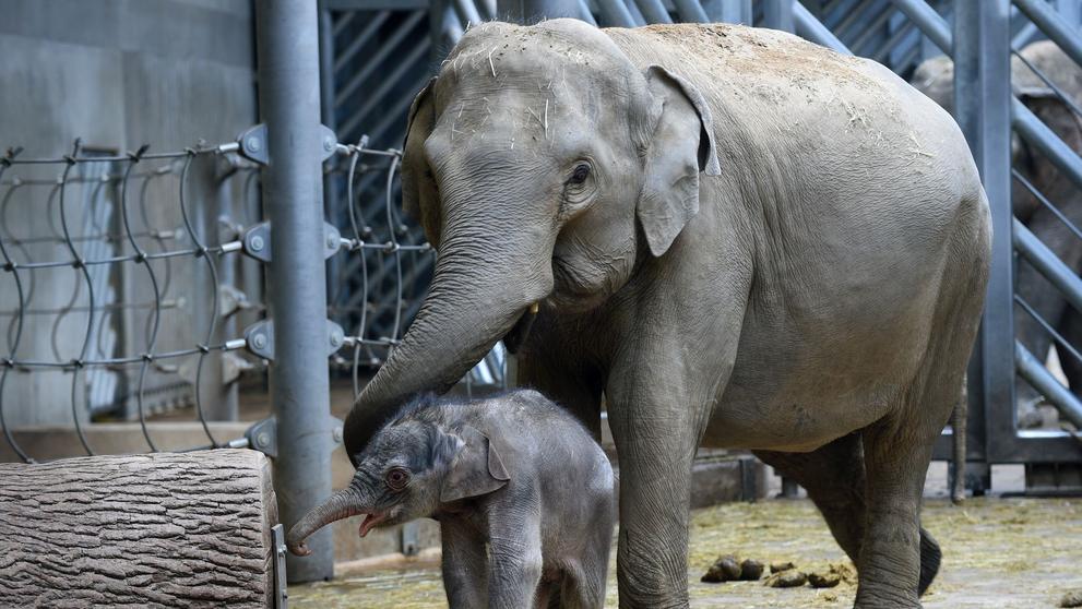 Slůně v pražské zoologické zahradě - 1