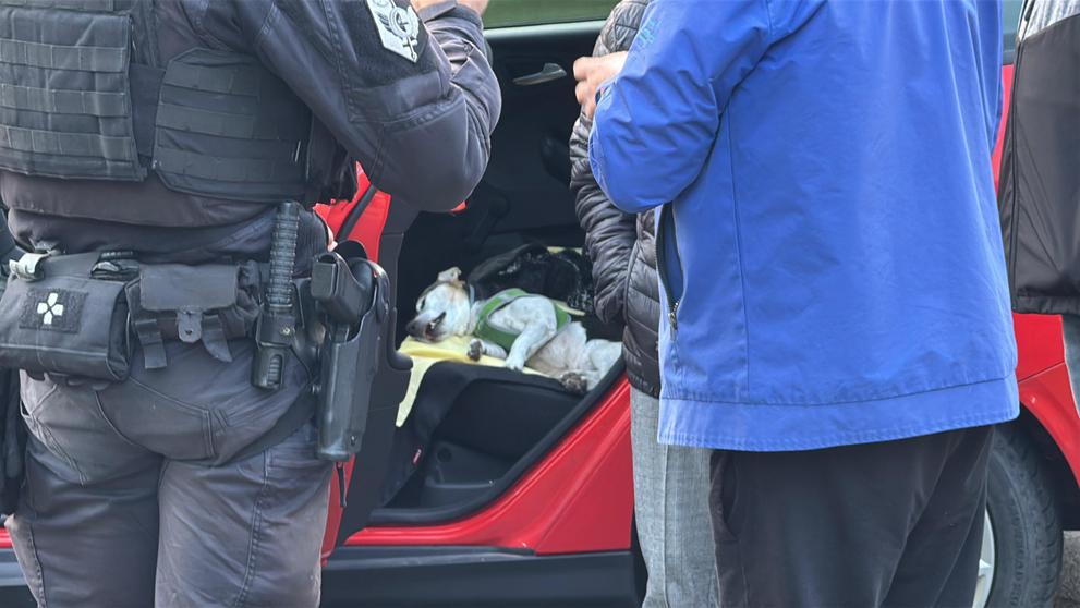 V Praze utekli majiteli agresivní rotvajleři
