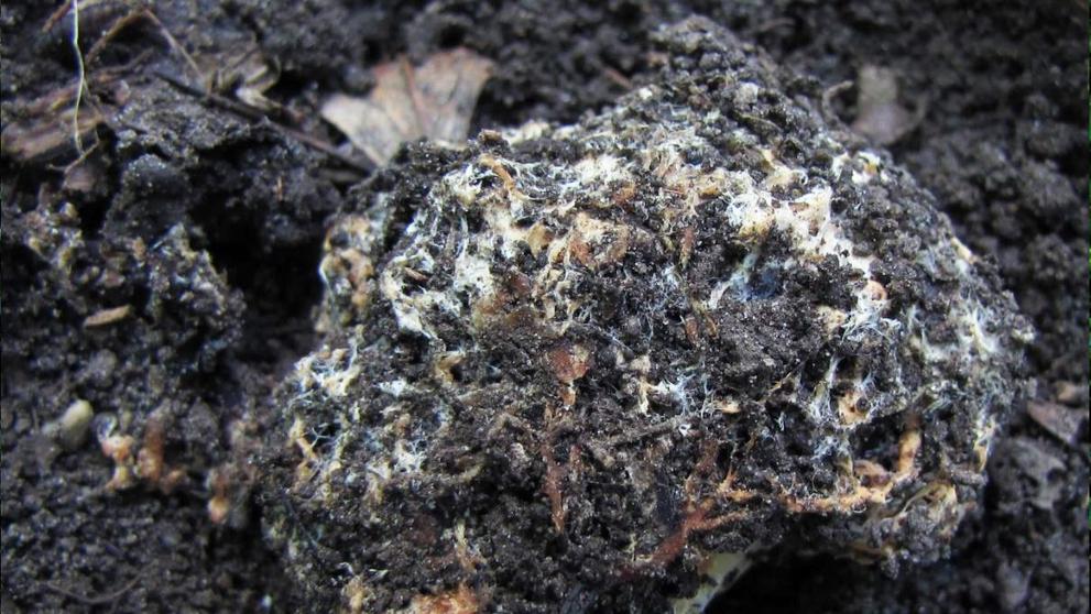Seslička poduškovitá (Sedecula pulvinata) (2)