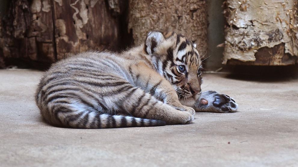 Mláďata tygra malajského v Zoo Praha - 12
