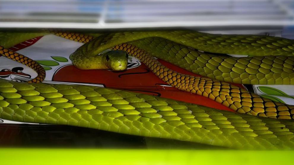 Uprchlá mamba zelená