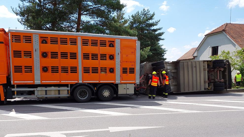 Dopravní nehoda nákladního automobilu s dobytkem (1)