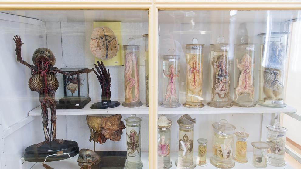 Muzeum normální a srovnávací anatomie - 21