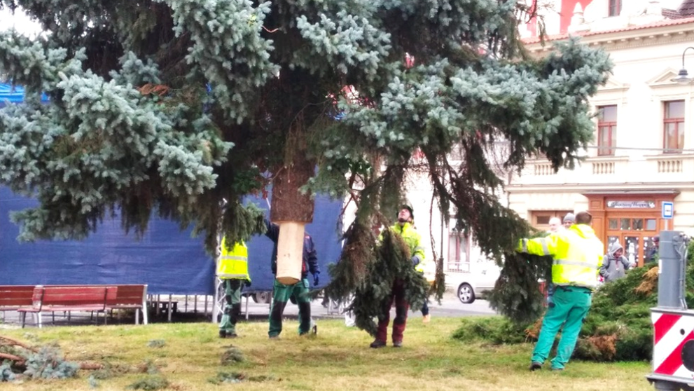 Ukotvování stromu ve Slaném