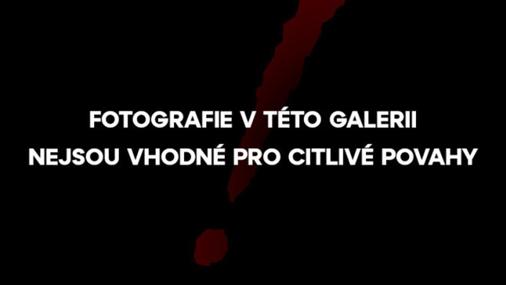 Utýraný pes nalezený na Tachovsku - 2