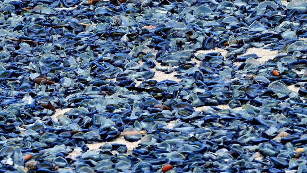 Modrý žahavec Velella velella (3)