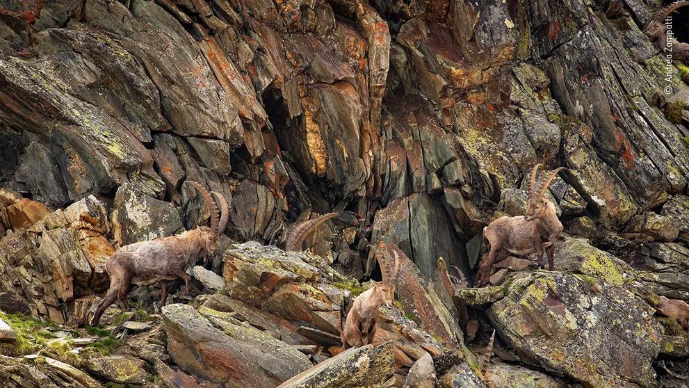Wildlife Photographer of the Year - Andrea Zampatti