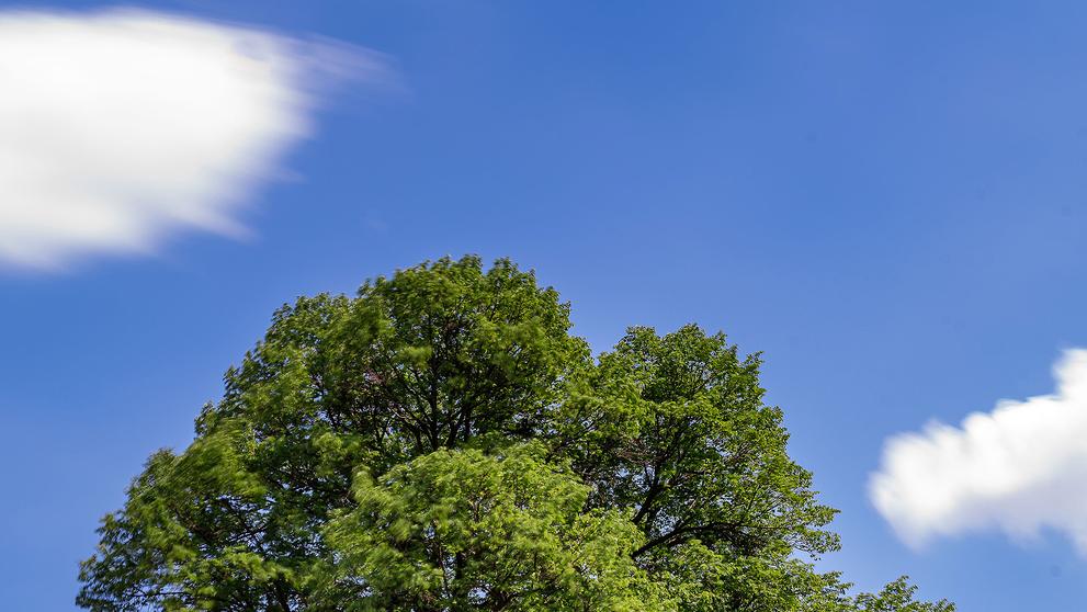 Anketa strom roku - 2. Novoveská lípa