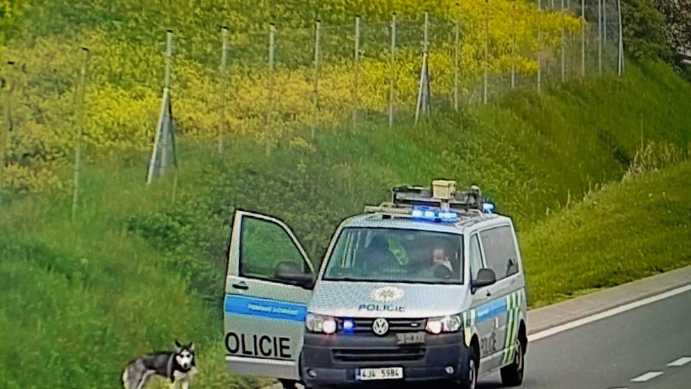 Pes husky na dálnici D1