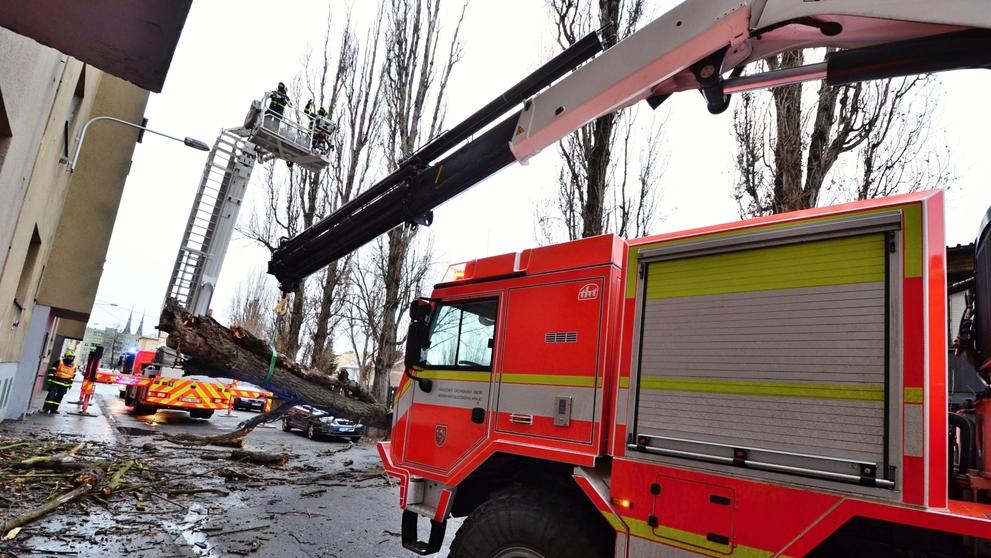 Spadlý strom v Ostravě (5)