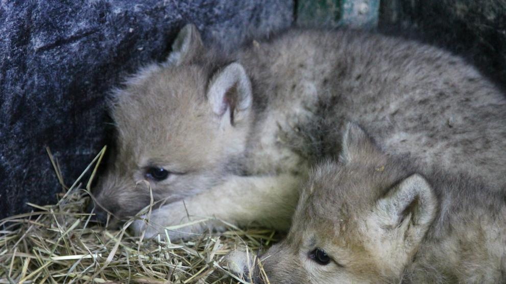 Paterčata vlků arktických v brněnské ZOO - 2