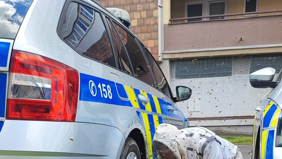 Včelí roj na policejním autě
