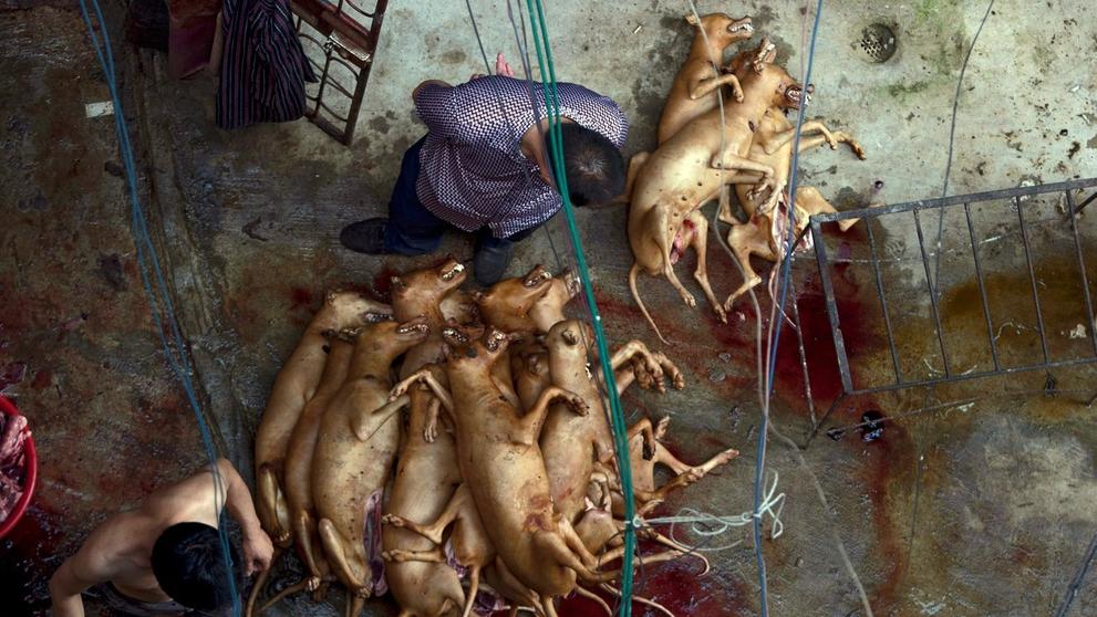 Pojídání psů na festivalu Yulin 2015 - 11