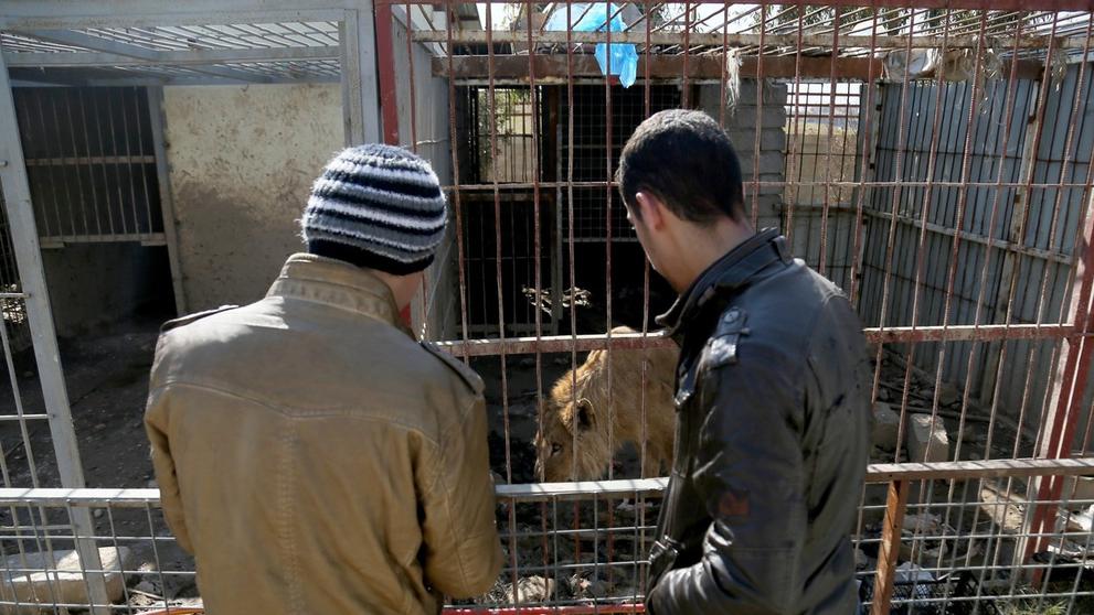 V mosulské ZOO v Iráku přežil jen lev a medvěd - 2