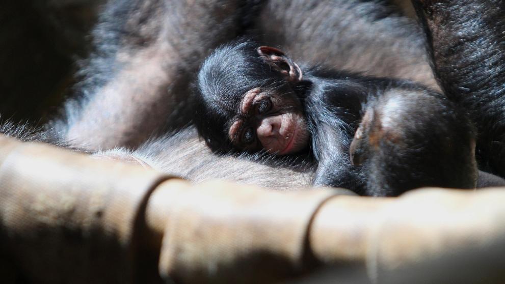 V zoo se narodilo mládě šimpanze (2)
