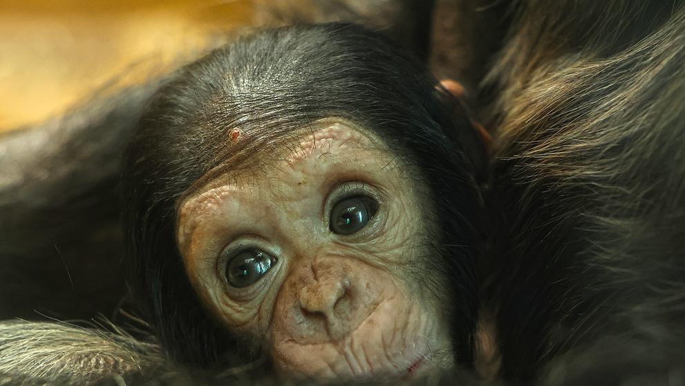 Mládě šimpanze v Plzeňské zoo (3)