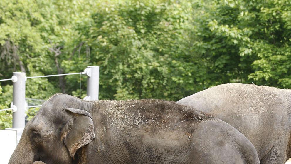 Gulab - 6