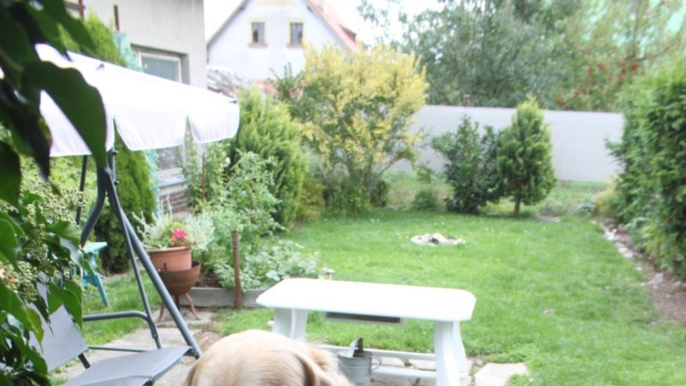 Rodině vyhořela kuchyně. Požár způsobila fenka! - 4