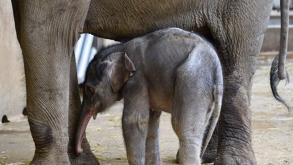 Slůně v pražské zoologické zahradě - 3